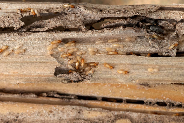 Best Wasp Removal Services  in White Haven, PA